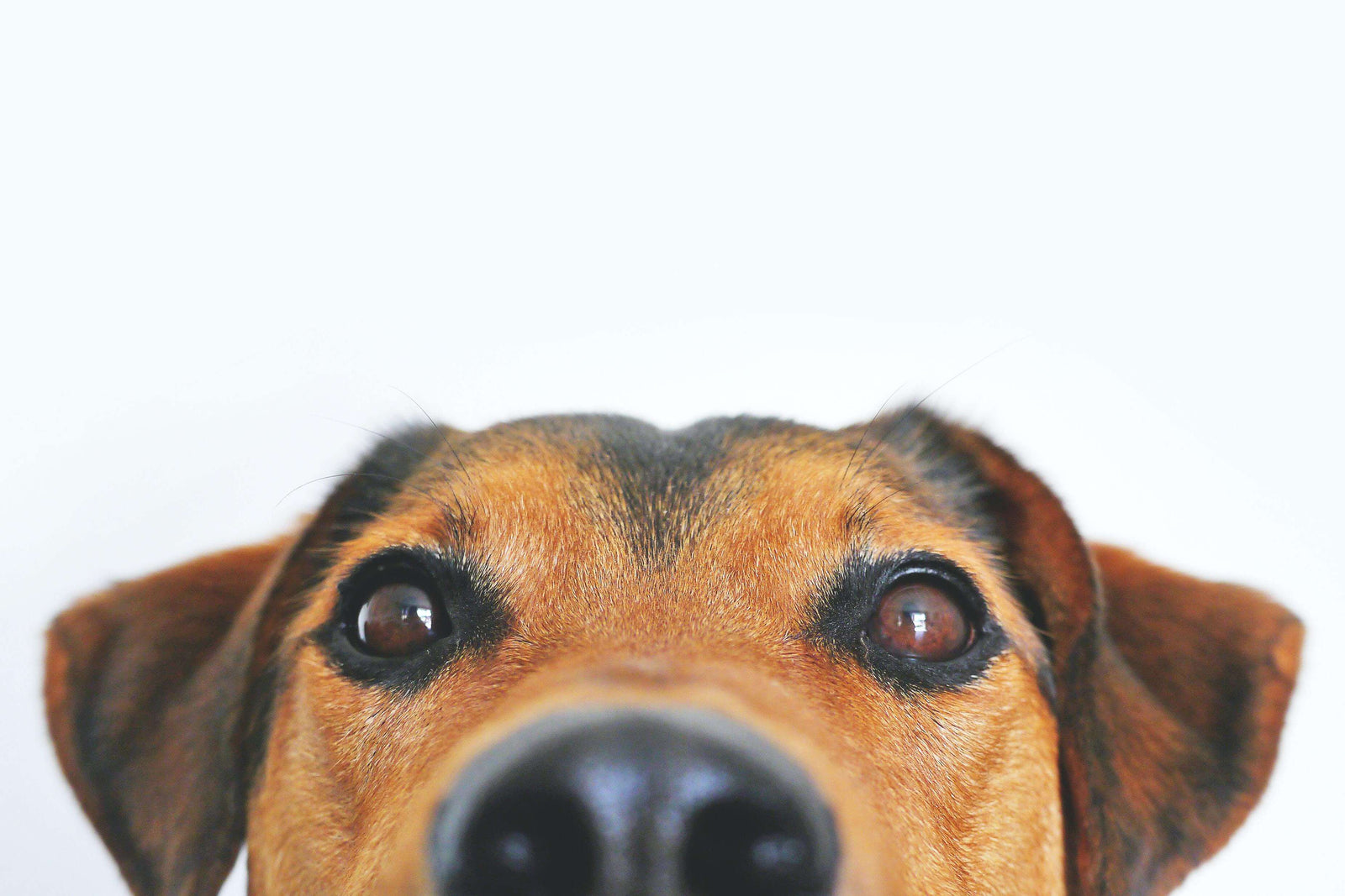 5 Tips to Keep Your Pets Safe During a Fireworks Display