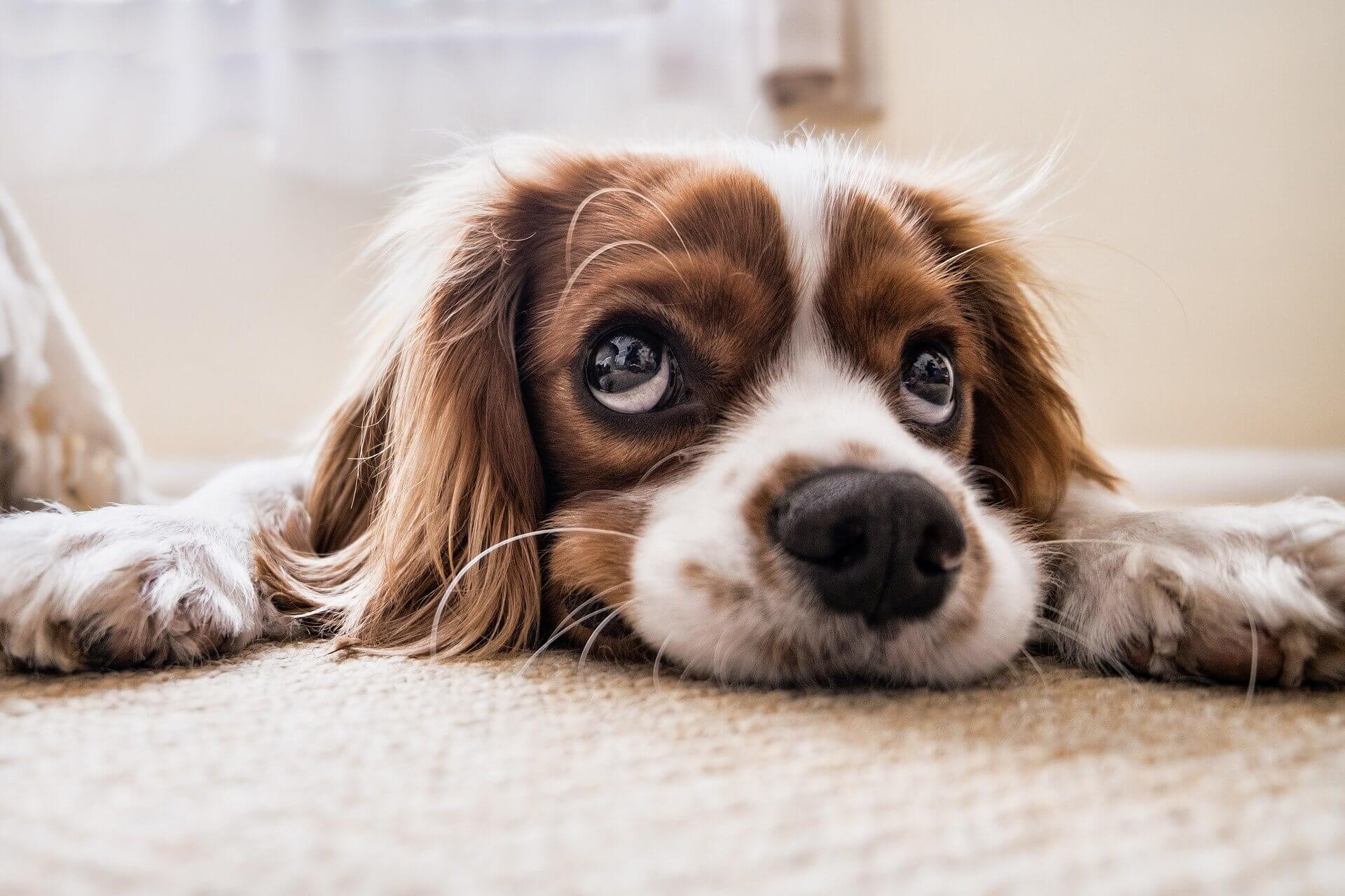 3 Simple Ways to Comfort Your Dogs During the Fireworks