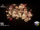 Purge By Pyroworx ( Coming Soon 2026 )